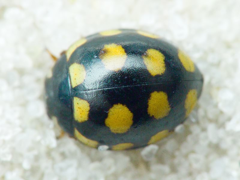 Coccinula quatuordecimpustulata (Linnaeus, 1758)